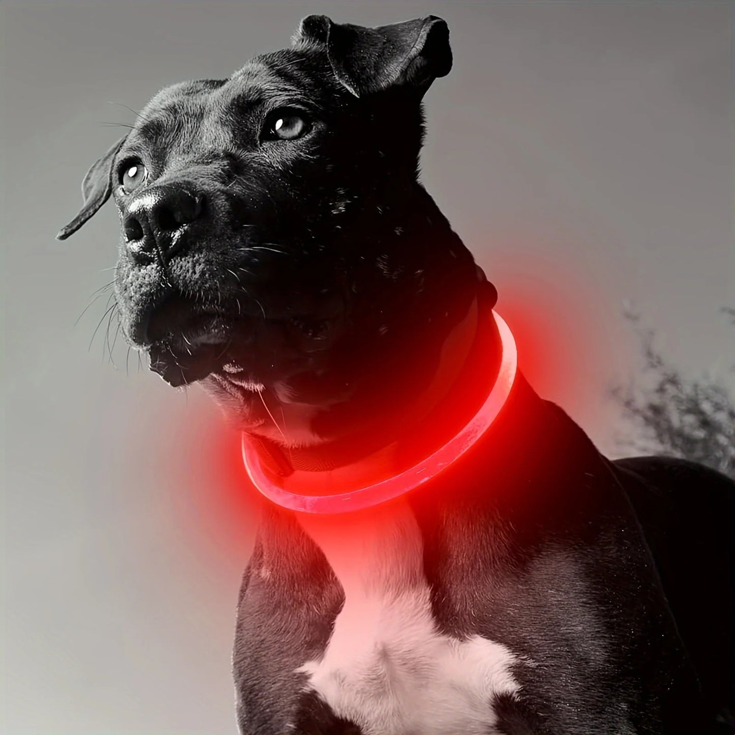 GlowPaw™ LED Rechargeable Anti-Lost Dog Collar